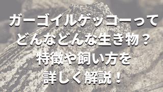 ヒルヤモリってどんなヤモリ？特徴や飼い方を詳しく解説！ - ヒルヤモリってどんなヤモリ？特徴や飼い方を詳しく解説！