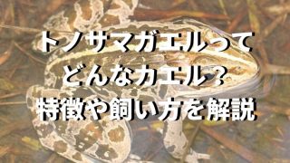 初心者でも飼える！ファイアサラマンダーの飼育方法 - 初心者でも飼える！ファイアサラマンダーの飼育方法