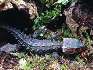 アカメカブトトカゲってどんなトカゲ？特徴や飼い方を詳しく解説！ - アカメカブトトカゲってどんなトカゲ？特徴や飼い方を詳しく解説！