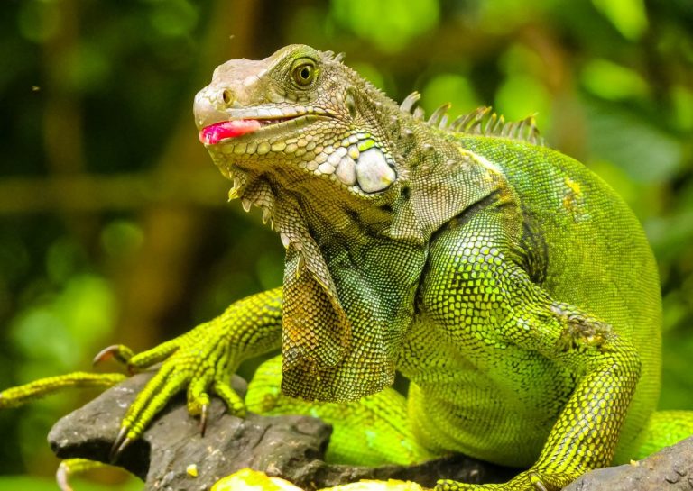 グリーンイグアナってどんな生き物？特徴や飼い方を詳しく解説！