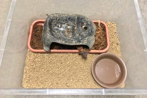 アカメカブトトカゲってどんなトカゲ？特徴や飼い方を詳しく解説！ - アカメカブトトカゲってどんなトカゲ？特徴や飼い方を詳しく解説！