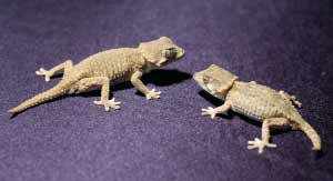 helmeted-gecko-bc - ヘルメットゲッコーってどんなヤモリ？特徴や飼い方を詳しく紹介！